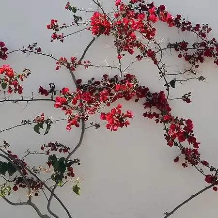 ゲストハウス Helios Serifos 3*