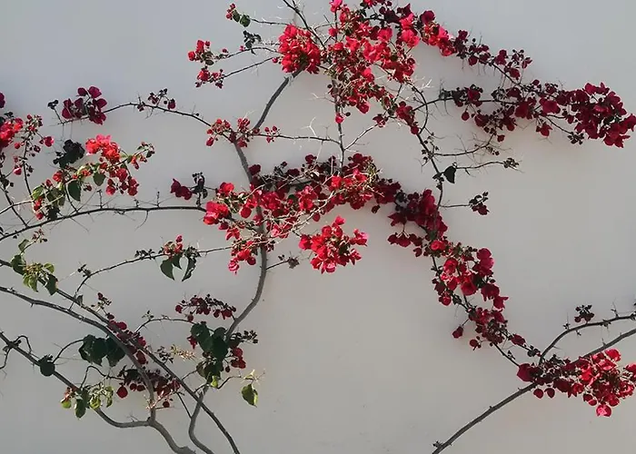 ゲストハウス Helios Serifos 3*